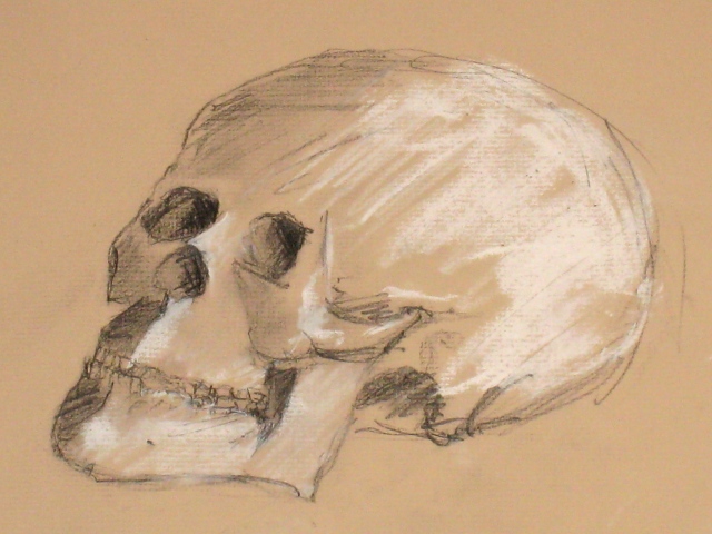 Skull #1