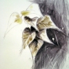 Leaf Study #1