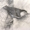 Nuthatch