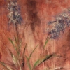 Grape Hyacinth