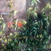 Plant #4