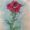*A Rose is a Rose*