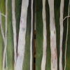 'waiting for spring'