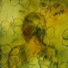 'tempting eve'