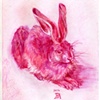 "A Young Hare" in Pink (After D&uuml;rer)