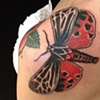 Virgin Moth