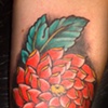 crysanthemum