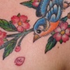 Bird and Sakura