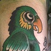 Parrot