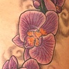 Orchids on ribs