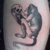 darwin monkey