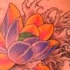 stomach lotuses