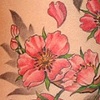 Cherry blossom branch on ribs