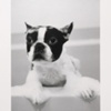"Dog"