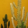 Photography :: Arizona :: Colorful Pots Cactus