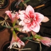 Amarillis