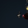 hummingbird 3