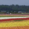 Tulip Fest