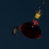 hummingbird 4
