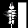 Feather_four