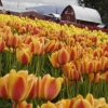 Tulip Festival 