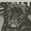 Photography :: Dogs :: Belle, Bugsy, Benji and Beau 