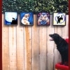 San Diego Humane Society :: Dog Digs and Cat Cribs :: Paintings ::  Promotional Piece