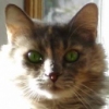 Red Cat