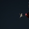 hummingbird 2