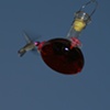 hummingbird 1