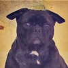 Dog Royality