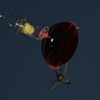 hummingbird 5