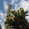Photography :: Arizona :: Cactus Hug