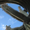 Photography :: Arizona :: Cactus Hug Two