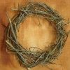 Photography :: Variety :: Crown of Thorns