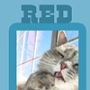 Red_Cat