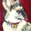 San Diego Humane Society :: Dog Digs and Cat Cribs :: German Shepard