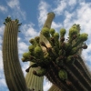 Photography :: Arizona :: Cactus Hug Three