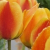 Tulip Festival