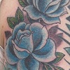 blue roses