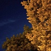 Chad  Cochran
Trees