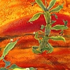 Katherine McKay
"Beavertail Cactus"