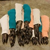 Katie Gray
"Pigs are Smarter than Dogs"