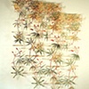 Joy Stocksdale
"Red Pods"