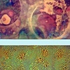 HD Mott
"BIO 1"