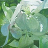Sonia Gill
"Keeping Cool"