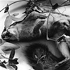 Black Moon
"Sciuridae et Passiflora"