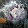 Leland Byrd
"Tide pool"