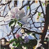 Sonia Gill
"Spring, Again"