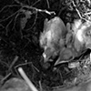 dead baby birds